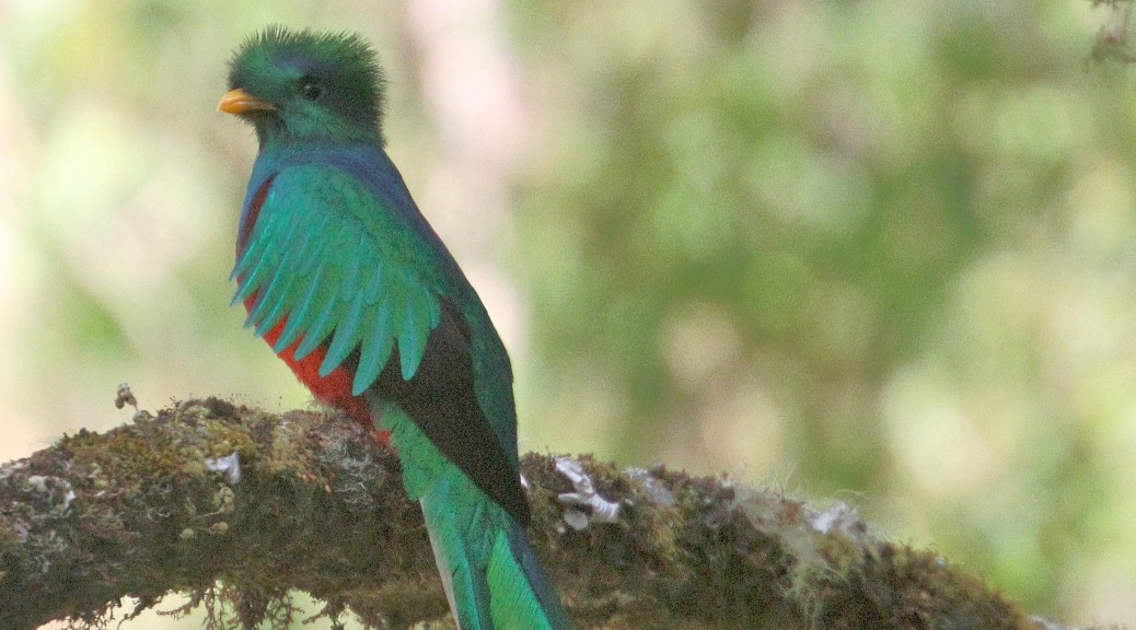 Quetzal - oiseau de paradis